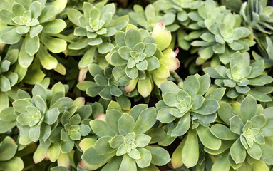 Succulent in a pot fresh