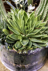 Succulent in a pot fresh