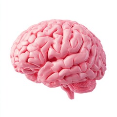 Pink Brain: A Striking Render of the Human Brain's Intricate Structure