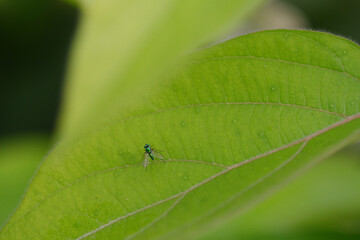 Tiny Green Fly