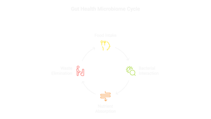 Gut health microbiome cycle diagram illustrates food intake, nutrient absorption, bacterial interaction, and waste elimination for digestive wellness.