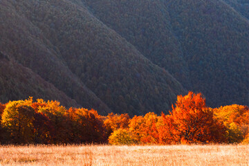Red beech forest glows under the setting sun in autumn mountain landscape. Sunset woods captured...