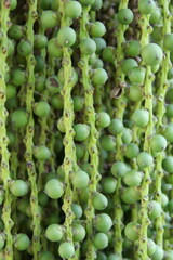 Close up green fuits Caryota urens on bunch in Thailand. Another name Fishtail palm, Burmese fishtail palm, Clushtered fishtail palm, Common fishtail palm.
