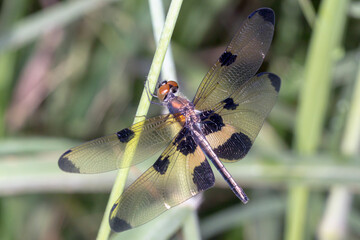 Dorsal View of Yellow-Striped Dragonfly Perched on a Grass Blade