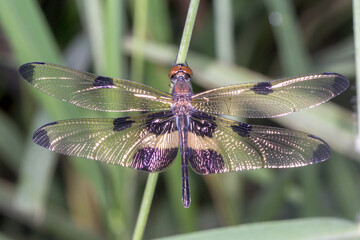 Close-Up of Yellow-Striped Dragonfly with Transparent Wing Detail