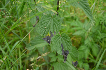 Stinging nettle (Urtica urens L.)
