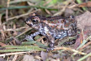 Cane Toad (Rhinella marina) - Side View of Juvenile Amphibian with Warty Skin and Red Markings