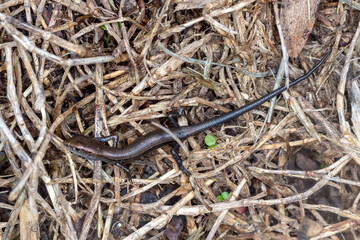 Garden Sunskink (Lampropholis delicata) - Australian Skink Camouflaged in Dry Grass and Leaf Litter