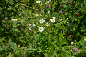 white flowers in the meadow