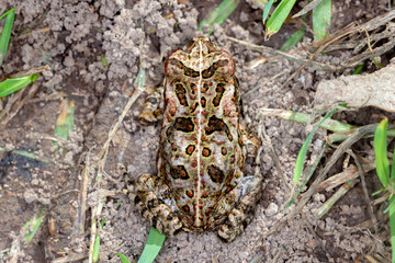 Cane Toad (Rhinella marina) - Juvenile Invasive Amphibian with Distinct Dorsal Markings