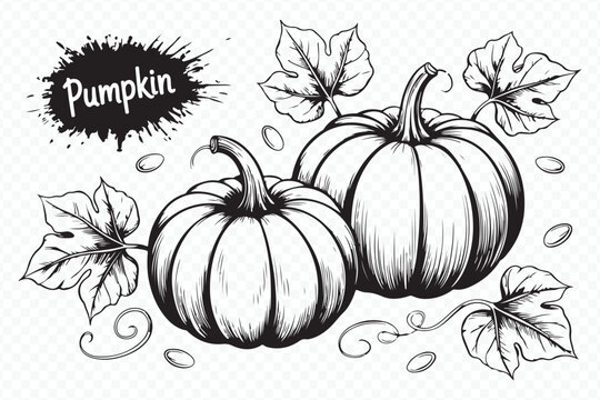 intricate pumpkin outline engraving vector art with leaves and seeds for harvest festival and holiday projects