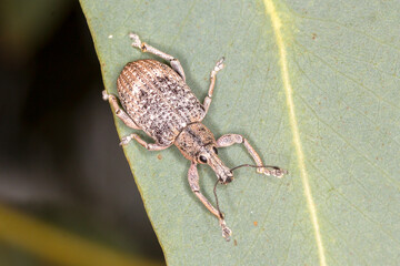 Broad-Nosed Weevil (Catastygnus scutellaris) - Cryptic Australian Beetle Resting on Eucalyptus Leaf
