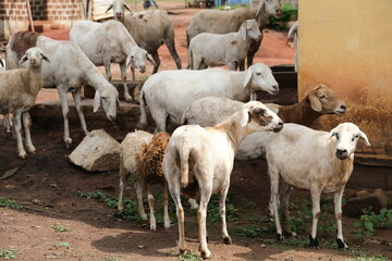 Fototapeta premium Herd of Sheep in Rural Côte d'Ivoire