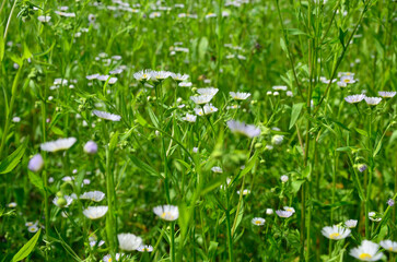 Stenactis annua (Erigeron annuus)
