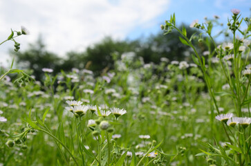 white flowers in the meadow