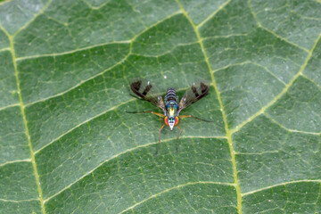 Metallic Long-Legged Fly (Austrosciapus proximus complex) - Resting on Green Leaf
