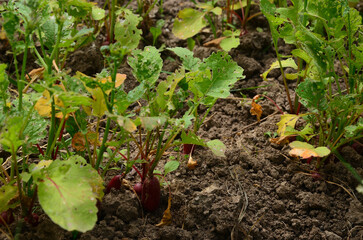 Aphids ate the radish