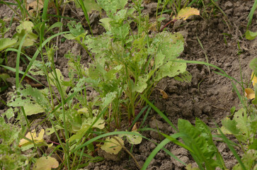 Aphids ate the radish