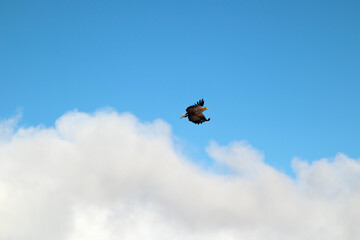 eagle over clouds