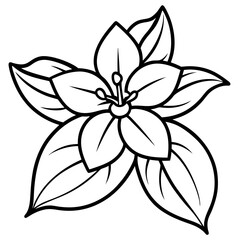 Jasmine line art vector