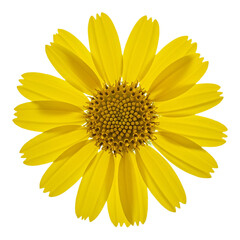 Obraz premium Vibrant Yellow Daisy CloseUp of a Sunny Flower Blossom