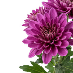 Obraz premium Vibrant Purple Chrysanthemum Flowers Stunning CloseUp Photography