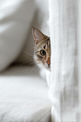 A curious cat peeking out from behind a soft white cushion.