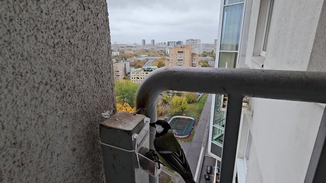 Bird titmouse is sitting on a railing. The railing with feeding trough is on a building. The bird tits is black and yellow. blue tit searching food . birdwatching of fauna