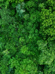 Dense green forest canopy overhead view