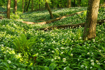 Lovely Evening In Portglenone Forest, County Antrim, Northern Ireland