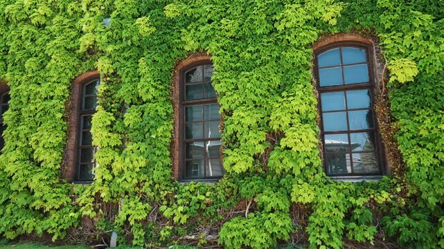 Verdant green ivy enveloping a traditional building with reflective windows.