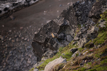 American Long-Tailed Ground Squirrel. Eurasian squirrel runs on stones and looks at people
