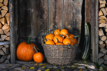 Harvest of orange pumpkins in a wicker garden basket near old wooden barn door on a village...