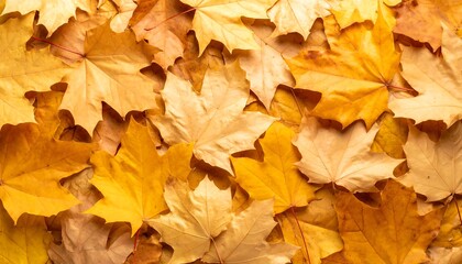 A beautiful collection of golden and orange fallen leaves creates a stunning natural pattern effect.