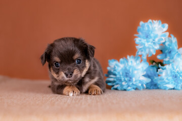 Small brown and tan dog with clear blue eyes lying carefully posed beside fresh blue flowers,...