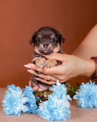 Brown puppy with tan markings gently held among blue chrysanthemums on beige textured surface...