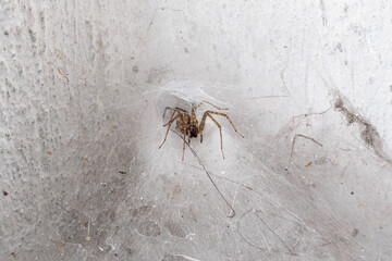 vista macro di un esemplare di ragno di Tegenaria domestica e della sua tela conica tra due pareti bianche