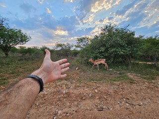Man is pointing at a deer in the distance. The deer is walking away from the man during safari in South Africa