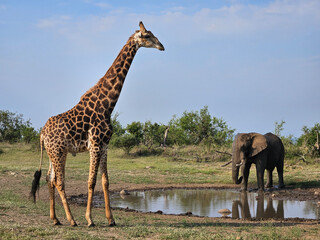 Giraffe is standing in front of a watering hole. A elephant is standing behind the giraffe during...