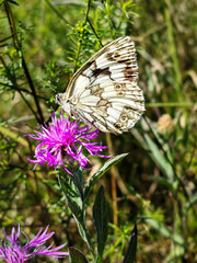 Marbled white butterfly (Melanargia galathea) sipping nectar from a pink knapweed flower. 