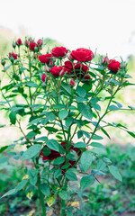 Obraz premium Pink garden rose on a bush in the summer garden. Juicy bright greenery, blurred background. Beauty is in nature. A blooming flower.