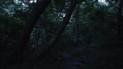 Mysterious forest at dusk with glowing fireflies lighting up the dark path - Powered by Adobe