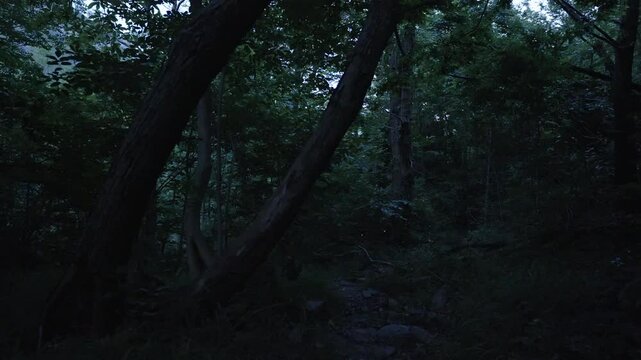 Mysterious forest at dusk with glowing fireflies lighting up the dark path