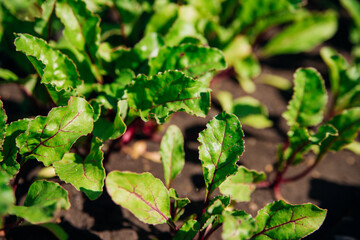 Green beet leaves with red stems. Beets in the garden. Young beets in the spring.