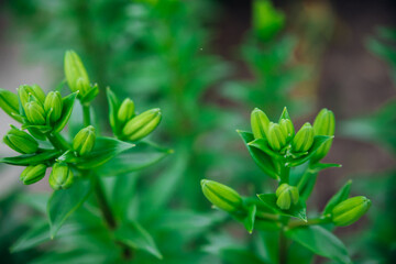 Green lily leaves in the garden. Unopened flowers in flower beds. Narrow lily leaves with raindrops...