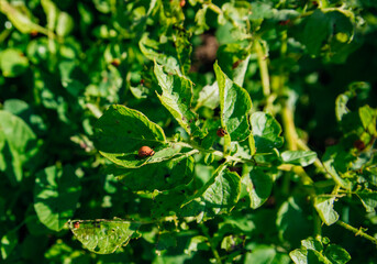 Colorado potato beetle - Leptinotarsa decemlineata on potato bushes. Pest of plants and agriculture. Treatment with pesticides. Insects are pests that damage plants.