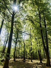 Obraz premium trees in the forest Thetford Suffolk 