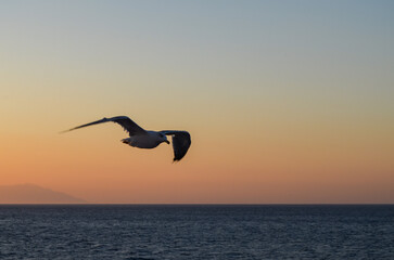 A seagull is flying over the ocean. The sky is a beautiful mix of orange and blue hues