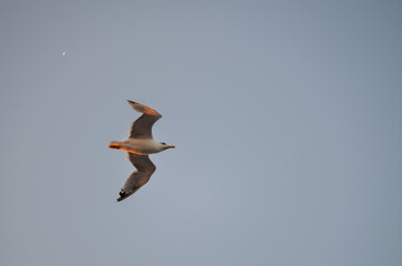 A seagull is flying over the ocean. The sky is a beautiful mix of orange and blue hues