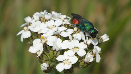 Fototapeta premium Ruby-tailed wasp (Chrysis sp.) foraging on yarrow flowers